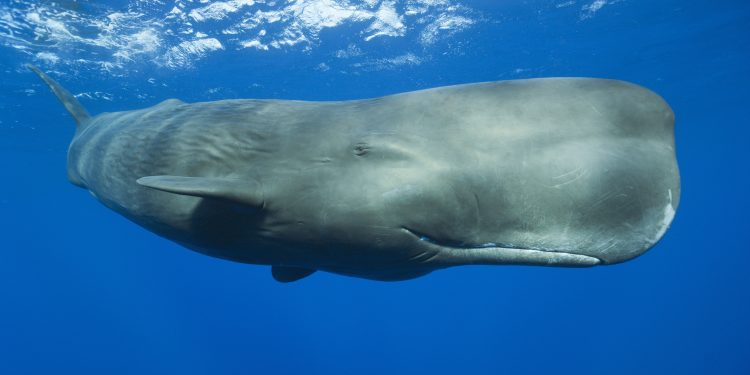 World’s First Sperm Whale Reserve Being Created in Dominica