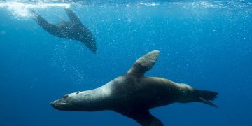 Marine Animal Rescue Volunteer Awarded for Rescuing 1,000 Seals and Founding a Seal Hospital