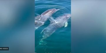 Young Dolphin Trapped in Anchor Line Saved by Fisherman With the Help of the Animal’s Mother