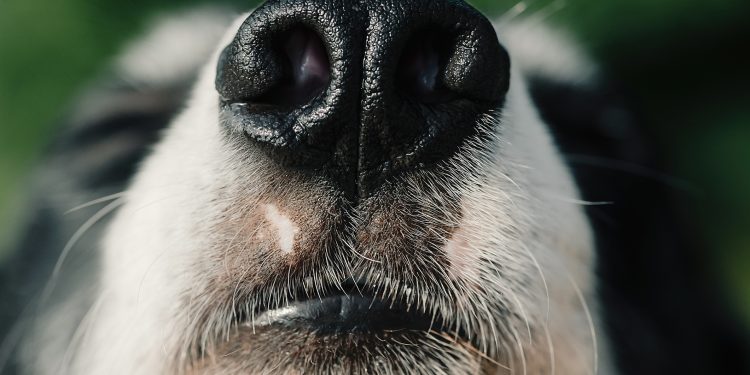 Golden Mole Not Seen in Nearly 100 Years Rediscovered Thanks to Sniffing Dog