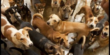 ‘Groundbreaking’ Drug Could Remove One of the Biggest Flaws of Big Dogs