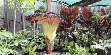 Pair of Endangered Corpse Flowers Pollinated and Now Have Hundreds of Seeds