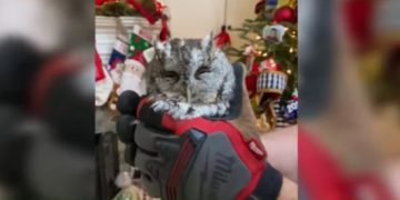Baby Owl Hides in Family’s Christmas Tree for 4 Days Before Being Discovered