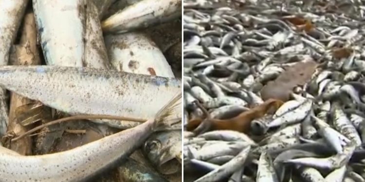 dead fish on a Japanese beach