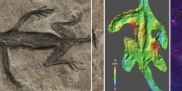 A new study revealed that a remarkable fossil discovery in the Italian Alps of a small lizard-like creature supposedly killed 280 million years ago, with its soft tissues incredibly preserved as a carbonaceous film, is, in fact, a fake, according to Forbes.