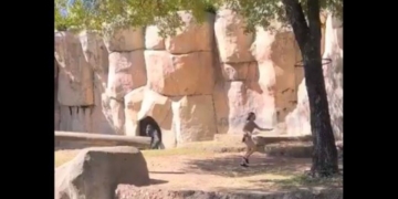 A silverback gorilla named Elmo sauntered into an enclosure Thirsday in which two workers were standing at the World of Primates exhibit at the Fort Worth Zoo in Texas.