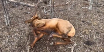 A bull elk dies under mysterious circumstances in Montana.