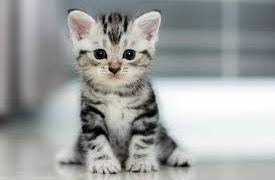 What will the eclipse look like in your city?