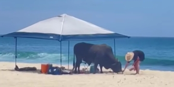 This YouTube screen shot shows an incident where a woman incurred a bull's wrath on a beach in Cabo San Lucas, Mexico.