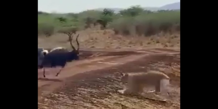 This X screen shot shows wildlife footage documenting an antelope fighting back against predators.