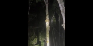 This X screen shot shows a snake climbing a tree.
